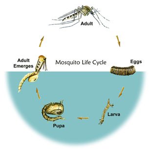 mosquito lifecycle