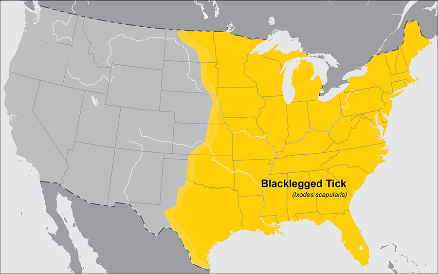 blacklegged ticks US 